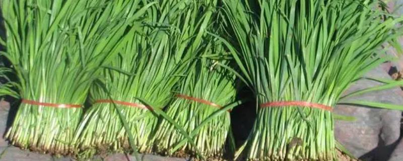 怎么防治韭菜灰霉病