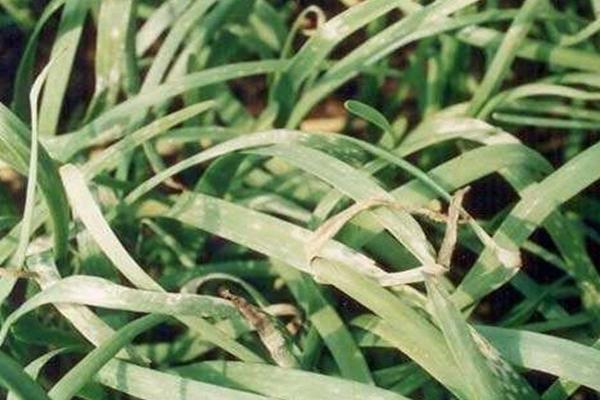 怎么防治韭菜灰霉病，与十字花科、葫芦科蔬菜轮作可减轻危害