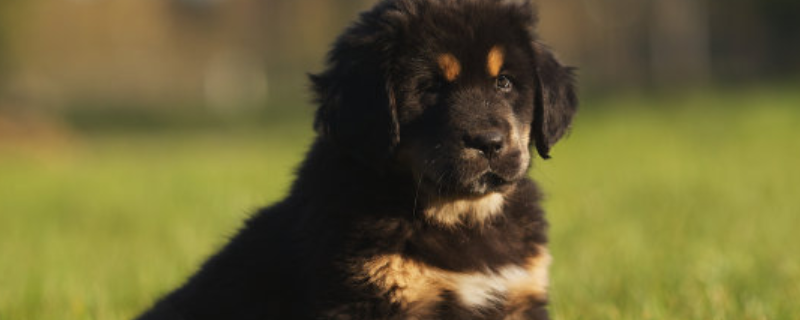 中国十大禁犬有哪些