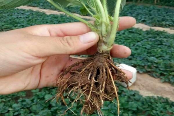 一斤草莓种子多少钱