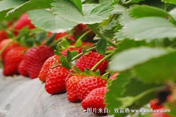 草莓苗芯坏死还能活吗