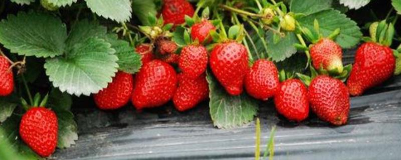 草莓保花保果技术