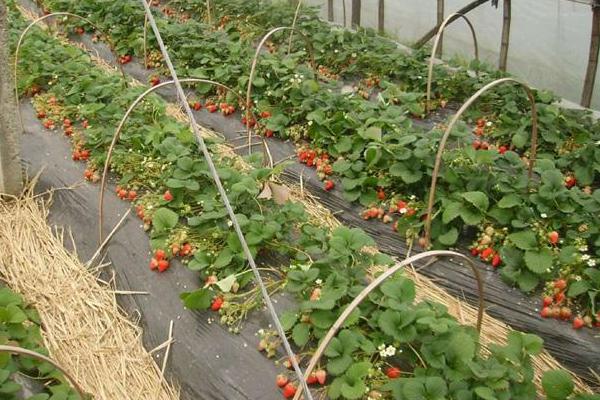一株白草莓苗多少钱？白草莓种植前景分析