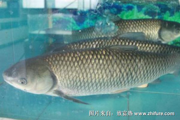金丝草鱼产地在哪里？品种有什么特点