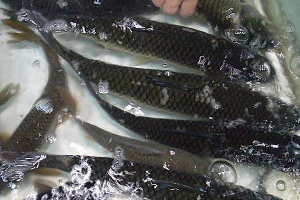 一斤10公分草鱼苗多少条