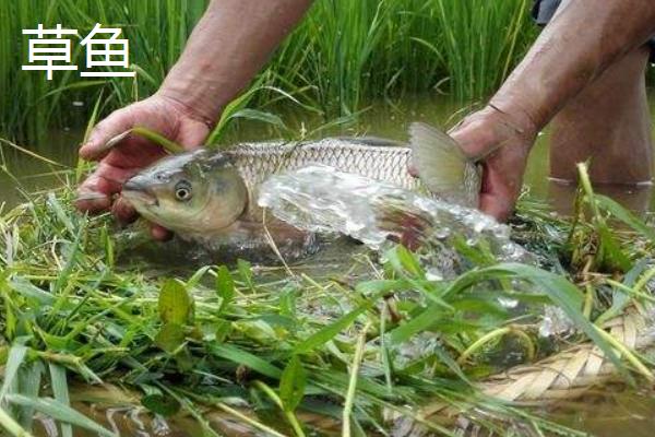 如何建设草鱼养殖场地