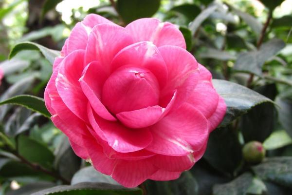 一棵四季茶花多少钱