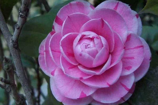 茶花适合室内栽培
