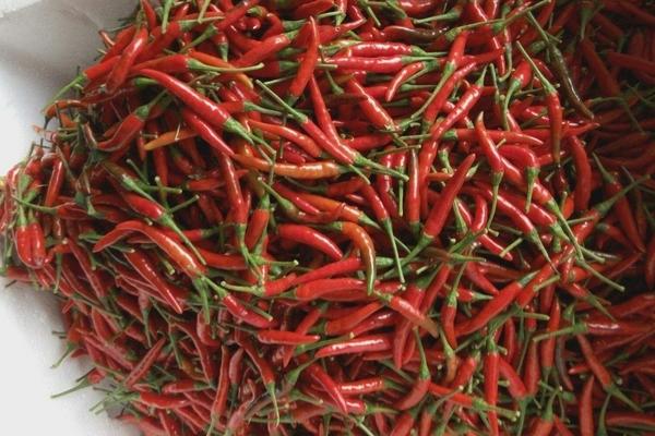 临颍朝天椒的价格是多少？介绍朝天椒的主要品种和产地