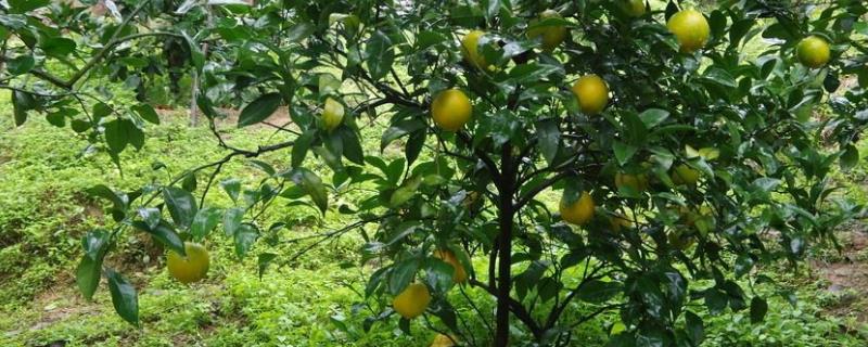 一斤橘子批发多少钱？种植前景如何？(附种植技术)