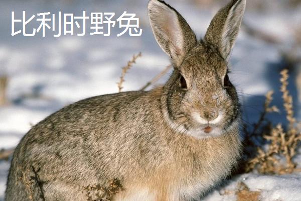 如何选择兔粮养兔