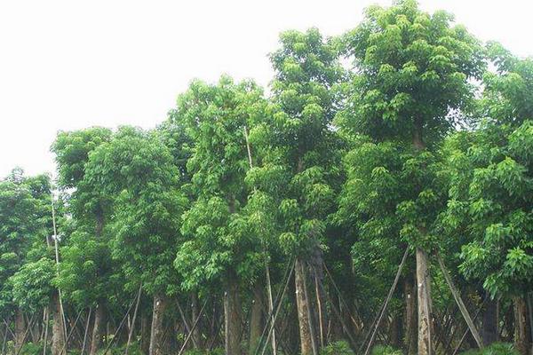 重阳木锦斑蛾防治方法