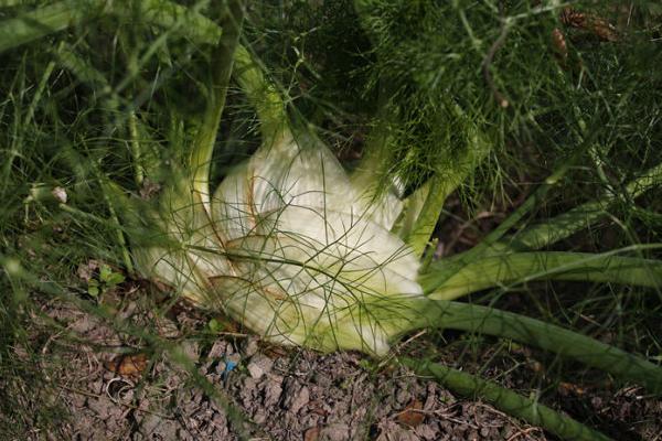 平菇一亩地能产多少斤