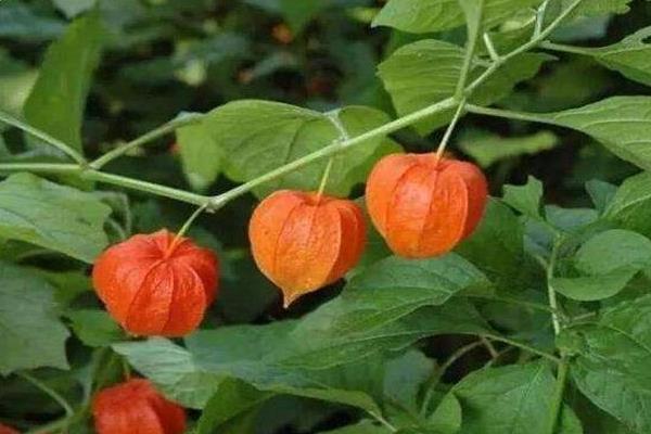 芹菜种植技术