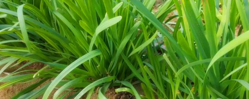 一斤石榴多少钱？石榴种植前景分析