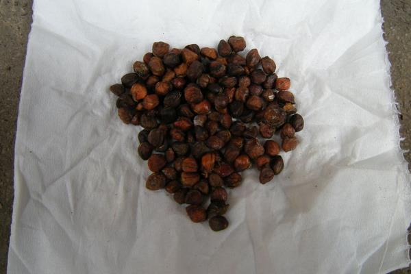 刀豆发芽几天