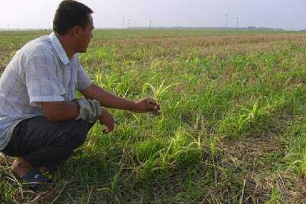 各种除草剂报价大全(附除草剂类别分类)