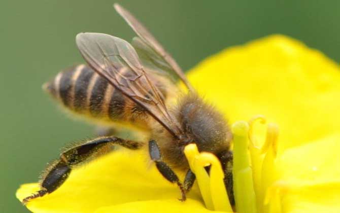 高加索蜜蜂的特点是什么