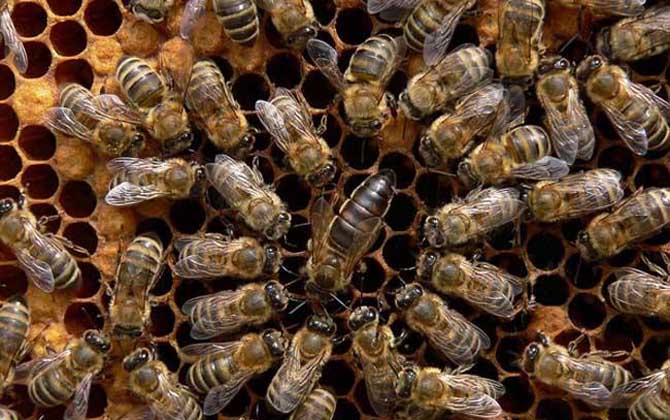 东北黑蜂高效养殖技术
