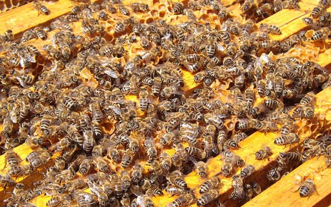 蜂毒提取与加工