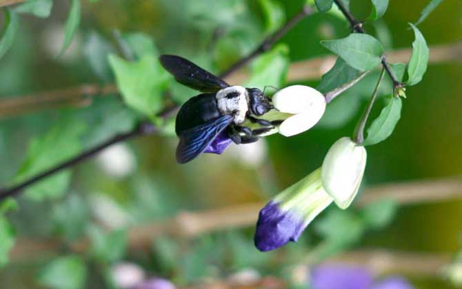 绿努蜂的特点是什么