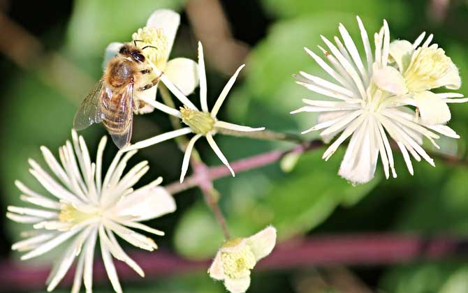 塞浦路斯蜂的特点是什么