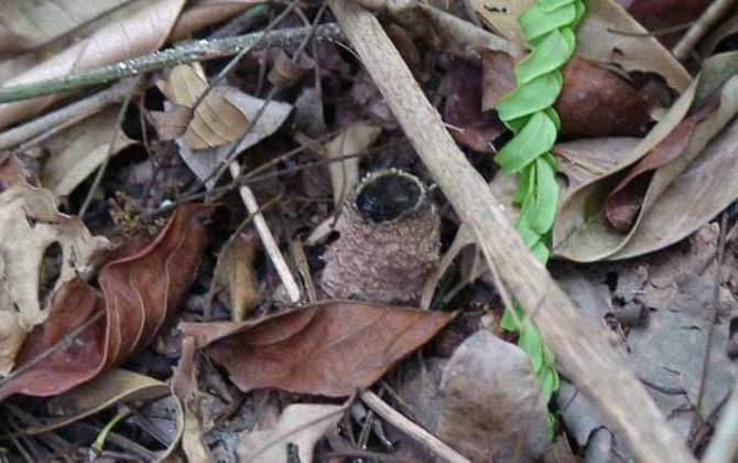 无刺蜂的特点是什么