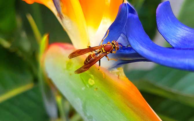 马蜂最怕什么东西