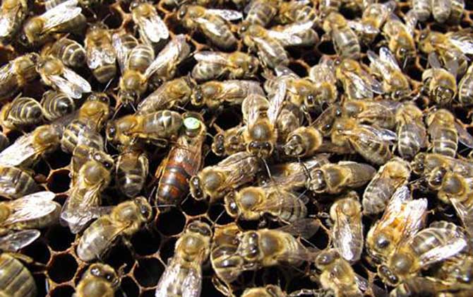 东北黑蜂可以定点养吗