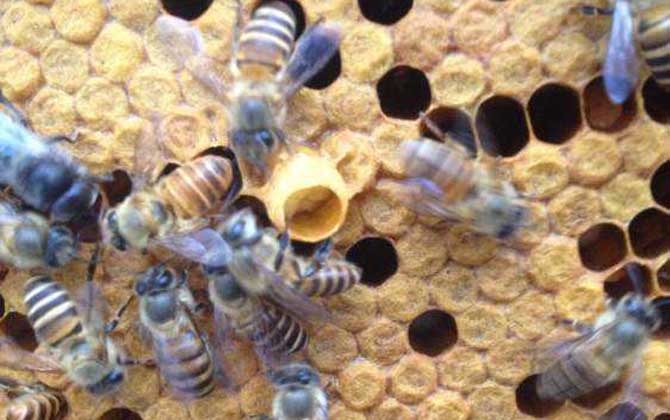 蜜蜂王台建好后几天封盖