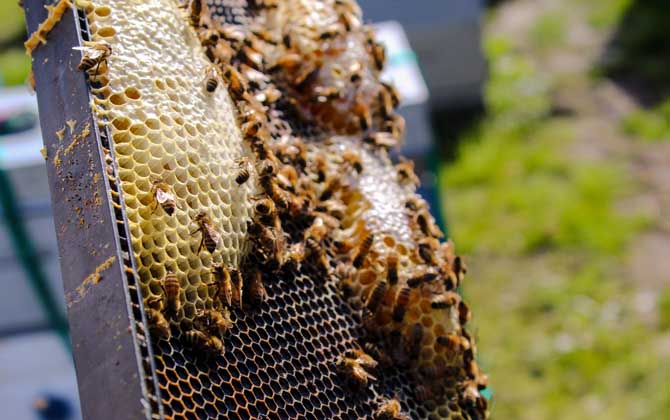 双王群好还是单王群好