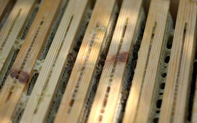 一脾蜜蜂春季怎么快速繁殖