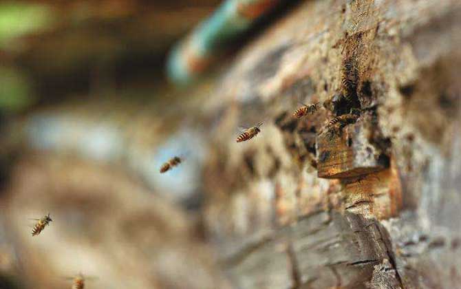 长白山中蜂哪里能买到