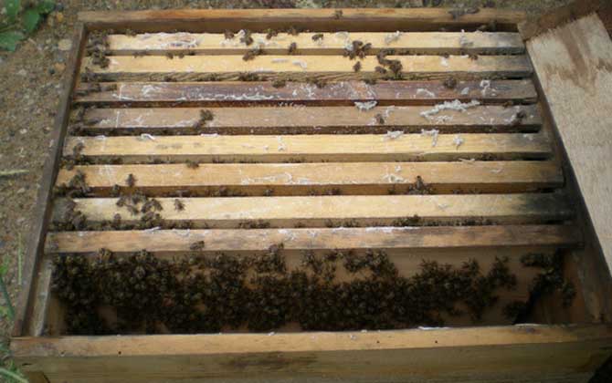 中蜂春繁时如何加脾