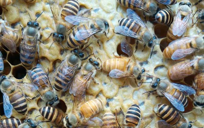 中蜂多久换一次蜂王