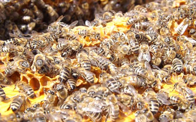 意大利蜜蜂的特点是什么