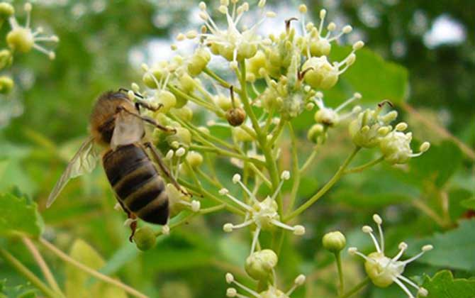东北黑蜂的特点是什么