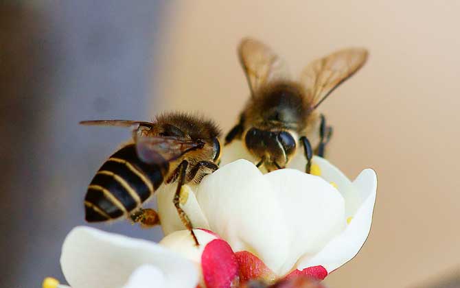 东方蜜蜂的特点是什么