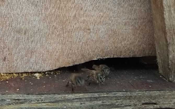 中蜂怎么快速繁殖