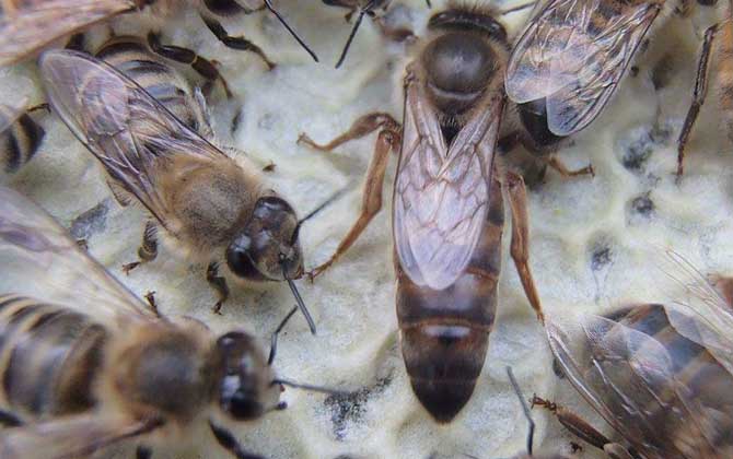 卡尼鄂拉蜂有什么特点