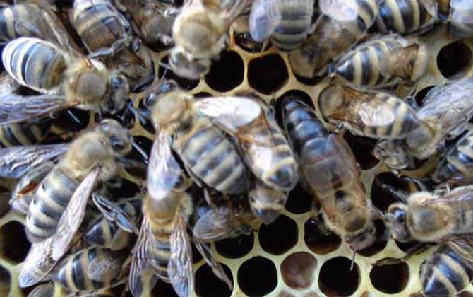 东北黑蜂有什么特点