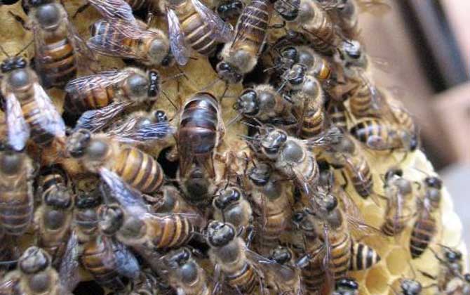 阿坝中蜂的特点是什么