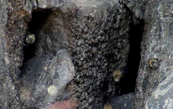 海南中蜂的特点是什么