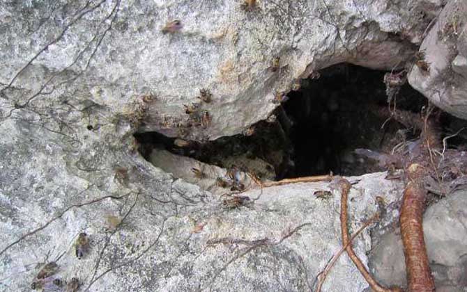 西藏中蜂的特点是什么