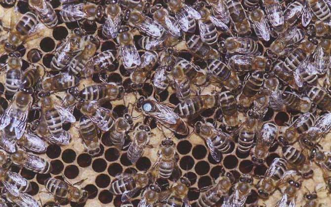 新疆黑蜂有什么特点