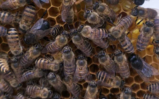 中蜂强群怎么养不分蜂