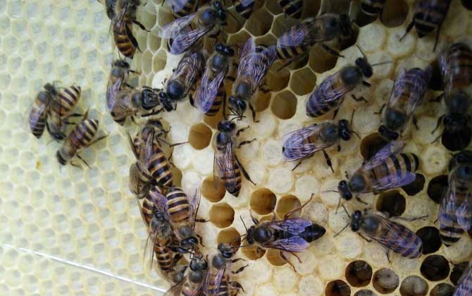 雄蜂有什么特点