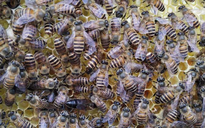 新蜂王出了几天会分蜂