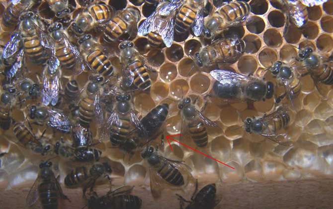新蜂王交尾成功有什么标志