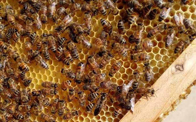 蜂王产卵后还会交尾吗